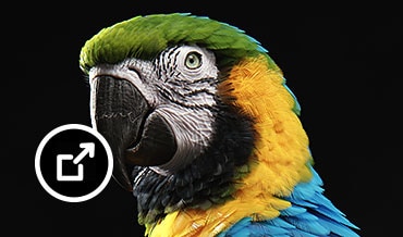 Macaw modeled in Maya